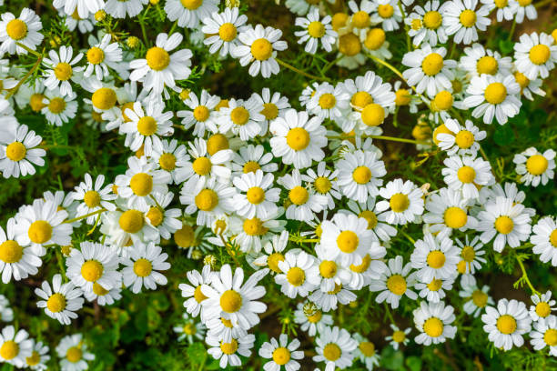 Flores de Manzanilla