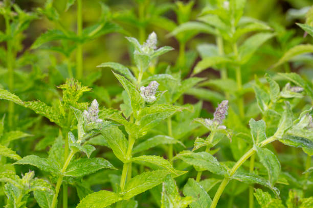 Hojas de Menta